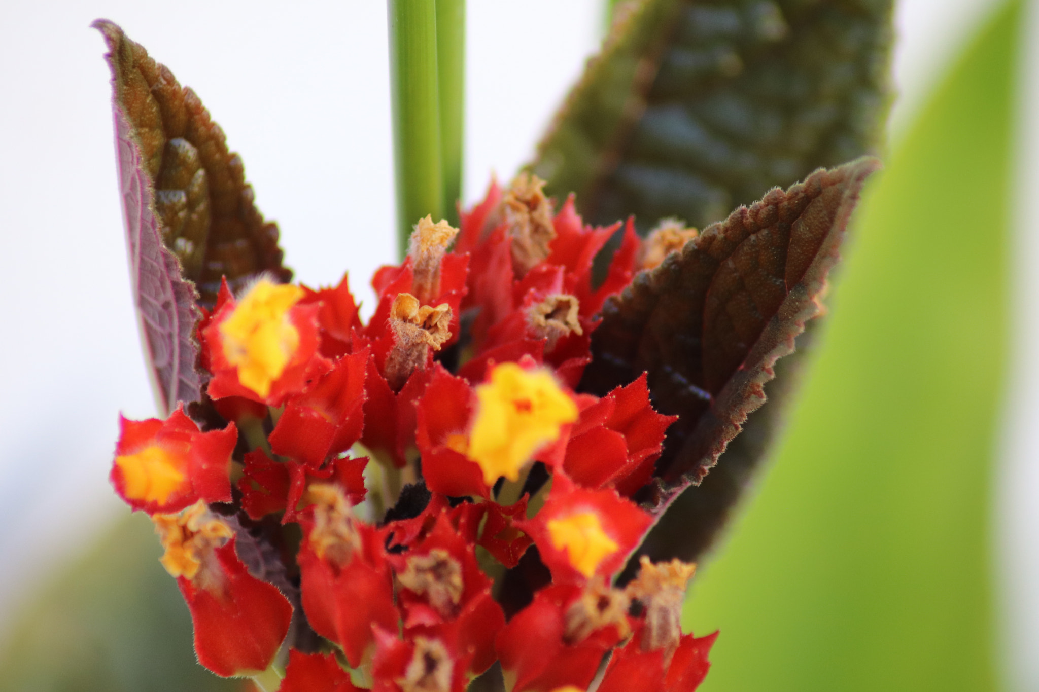 Canon EOS 77D (EOS 9000D / EOS 770D) sample photo. My favorite ii photography