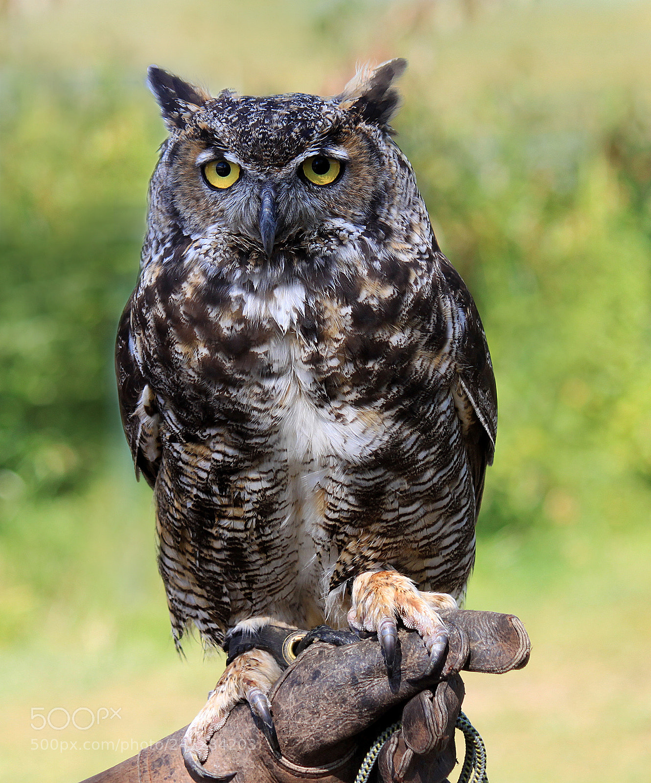 Canon EOS 500D (EOS Rebel T1i / EOS Kiss X3) sample photo. Great horned owl photography