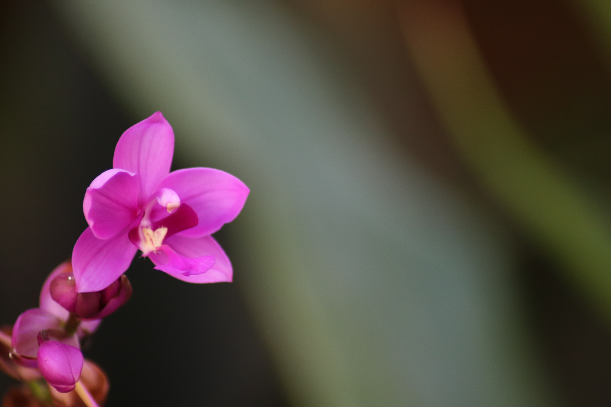 Canon EOS 77D (EOS 9000D / EOS 770D) sample photo. Violet flowers photography