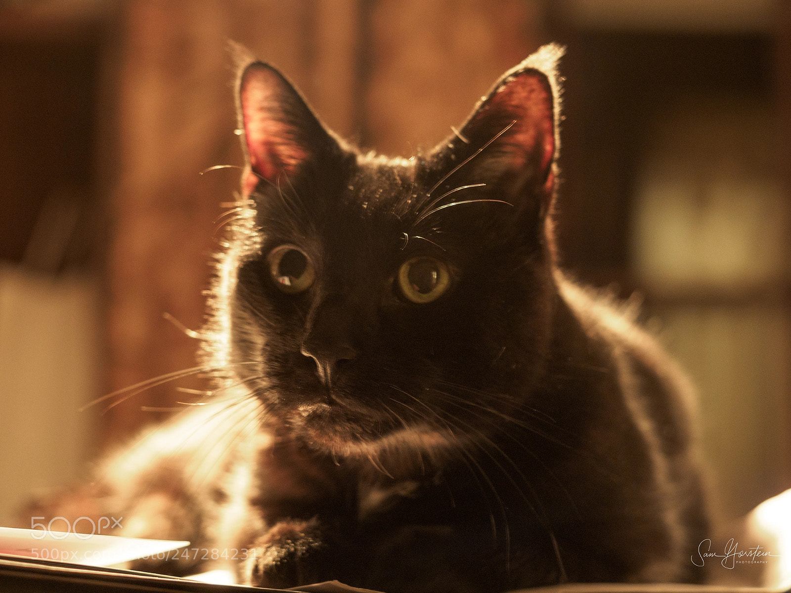 Olympus OM-D E-M1 Mark II sample photo. Joey soft focus photography