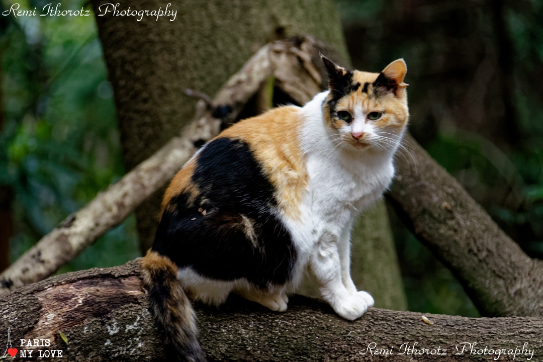 Nikon D7200 sample photo. Inari (fox)(renard) or cat ? photography
