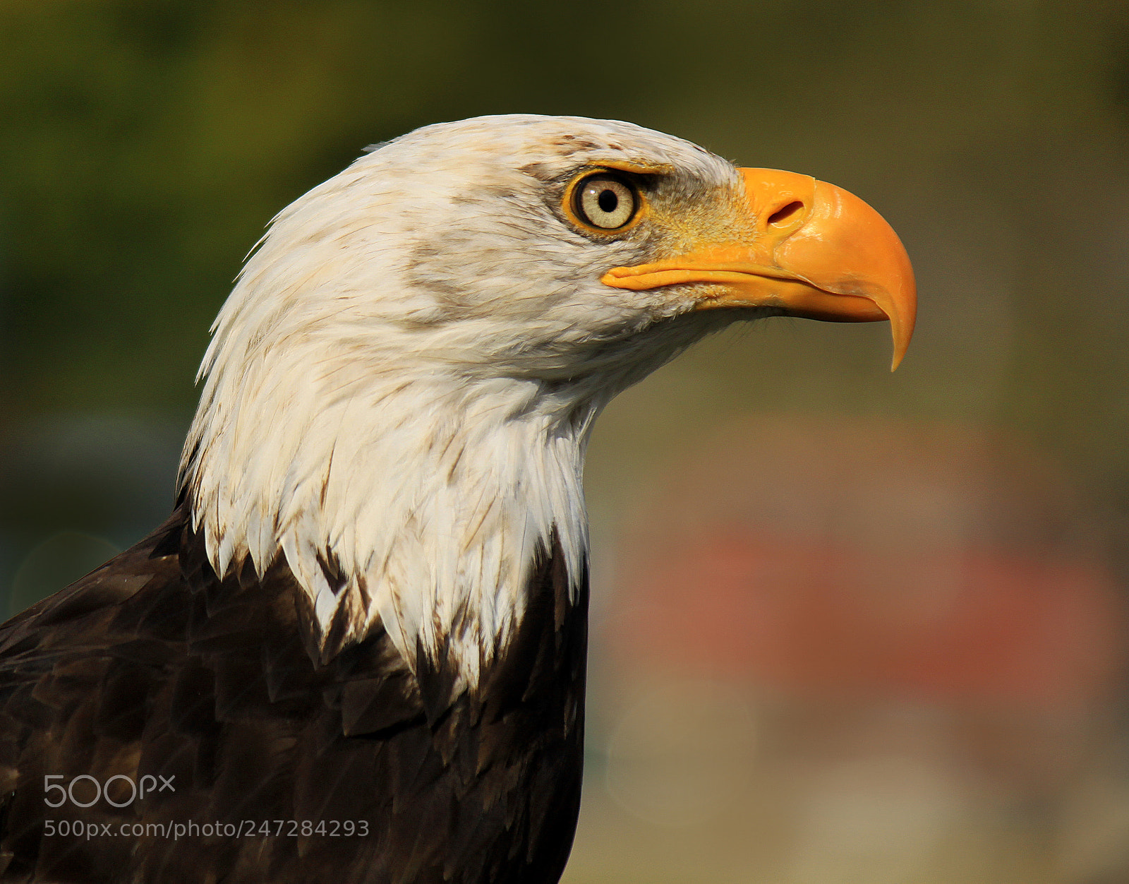 Canon EOS 500D (EOS Rebel T1i / EOS Kiss X3) sample photo. Bald eagle photography