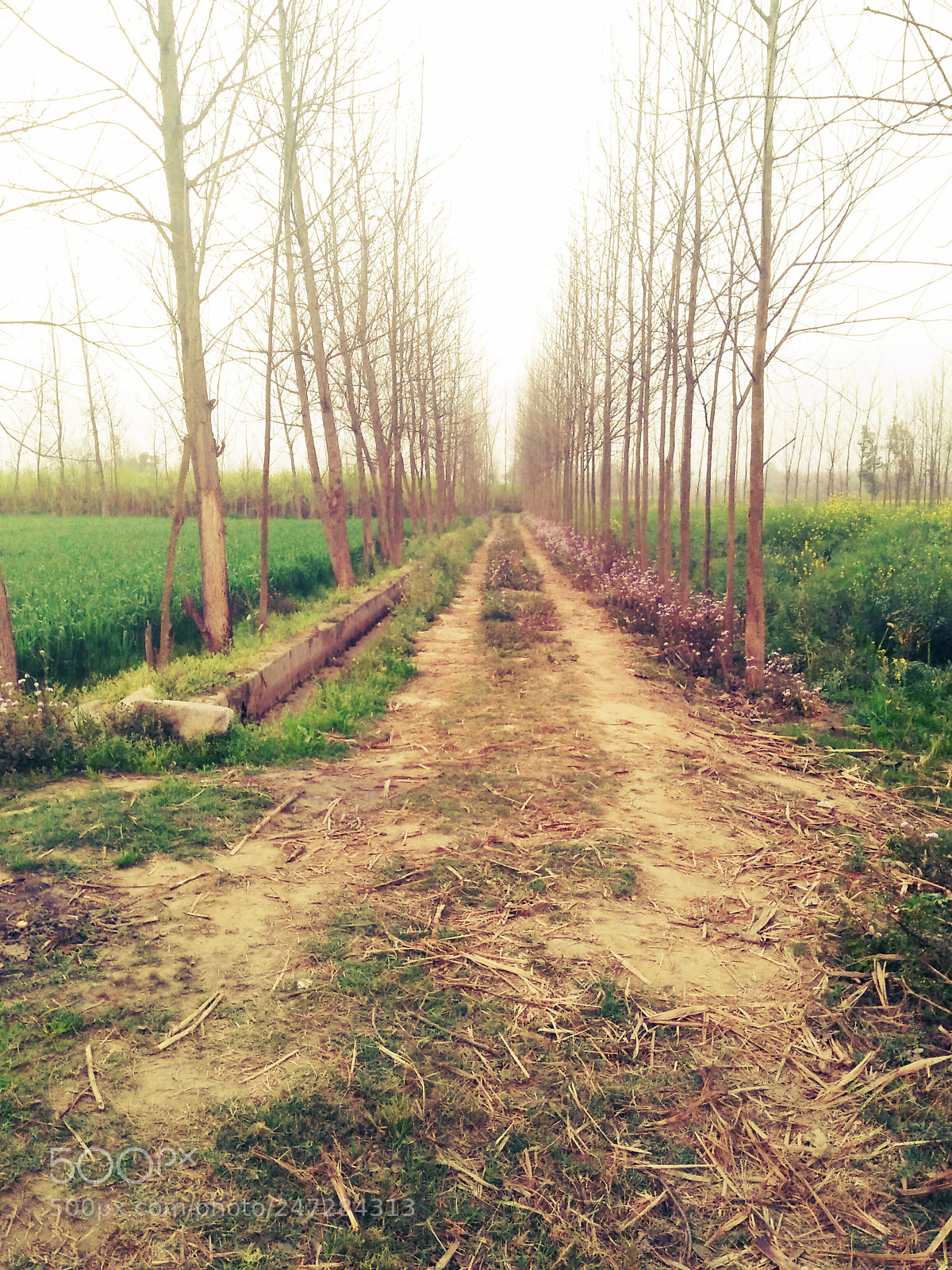 OPPO A37fw-International sample photo. Untitled photography