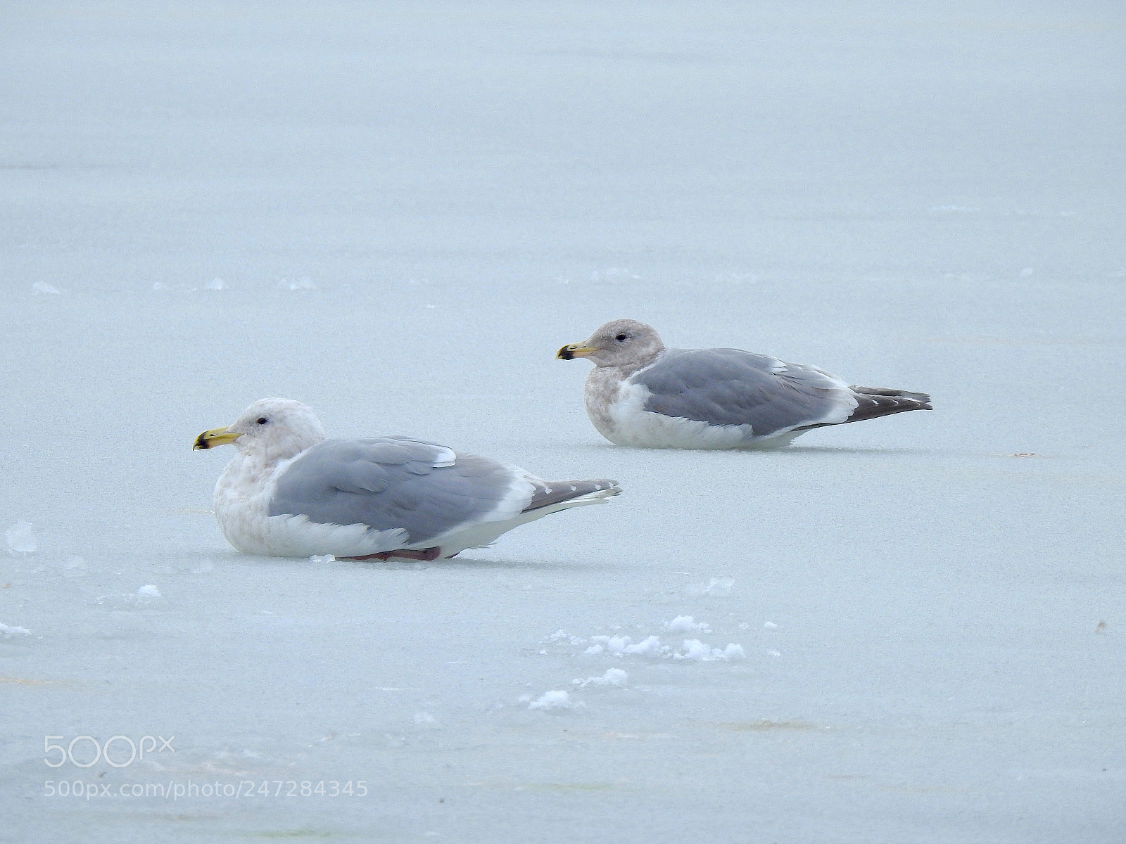 Nikon Coolpix P900 sample photo. Glaucous-winged and western photography