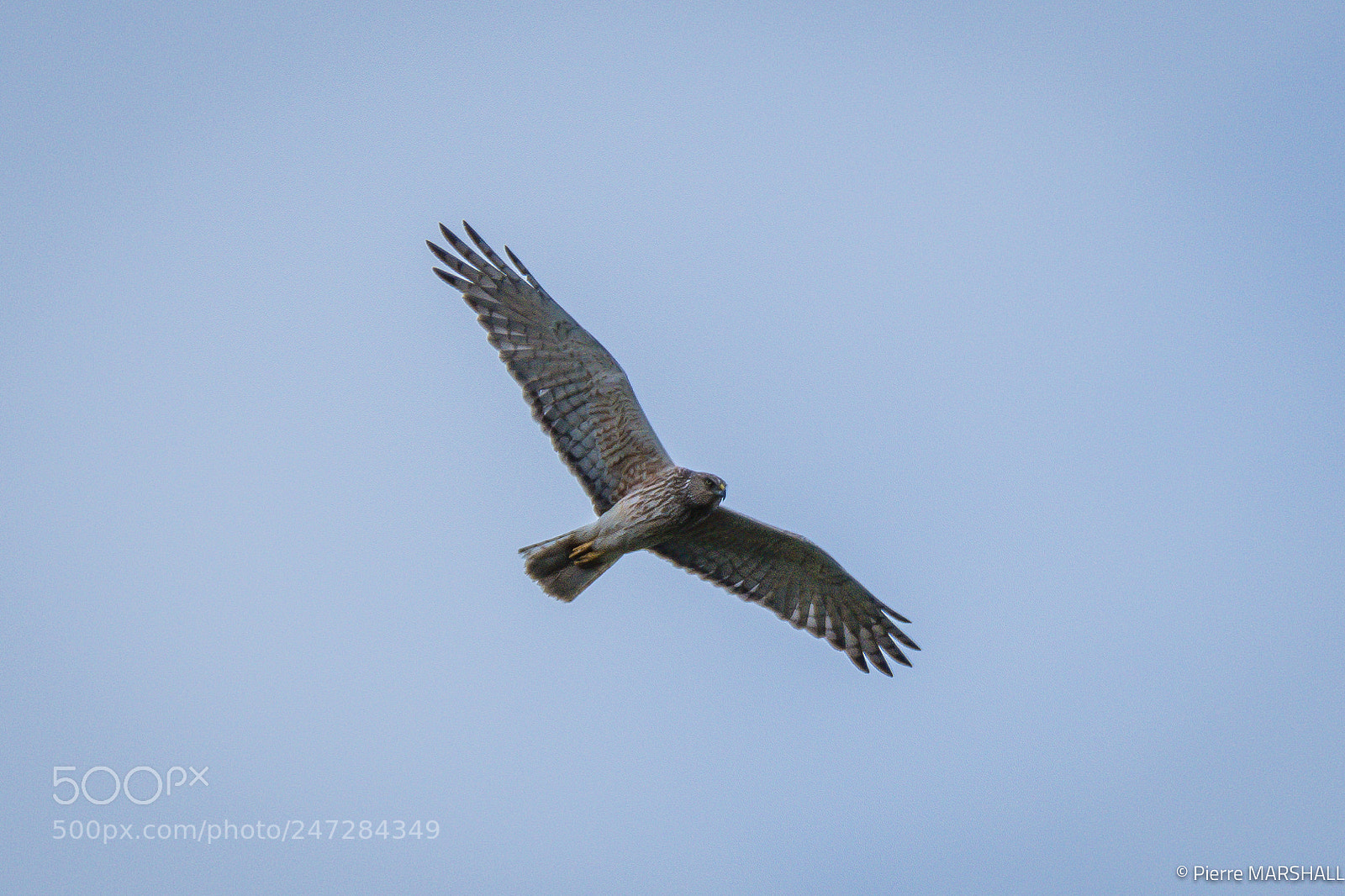 Nikon D500 sample photo. Swamp harrier new zealand photography