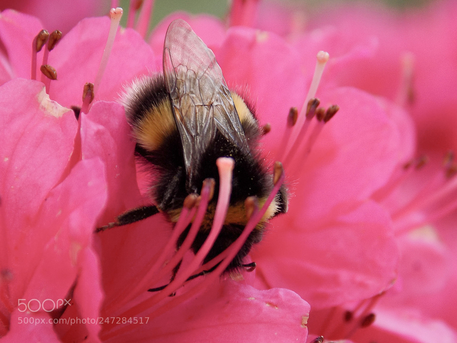 Nikon COOLPIX L330 sample photo. Bee in pink photography