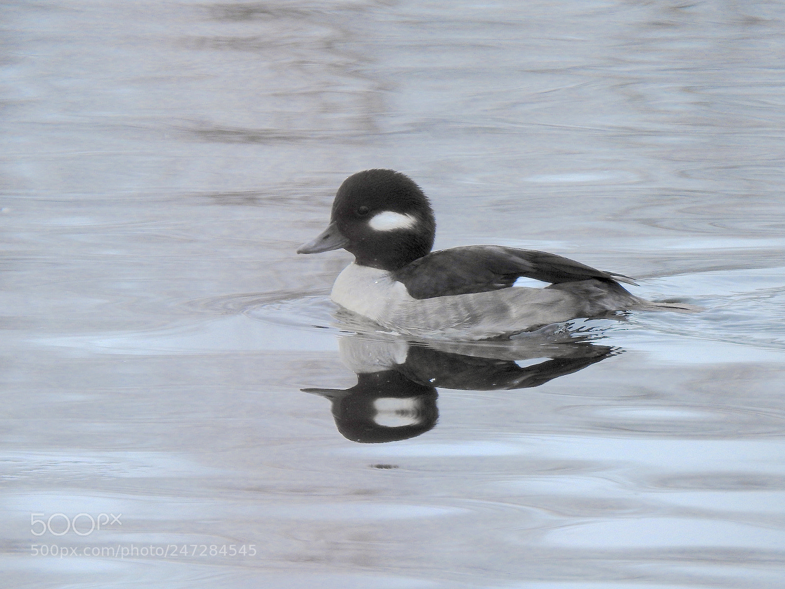 Nikon Coolpix P900 sample photo. Bufflehead photography