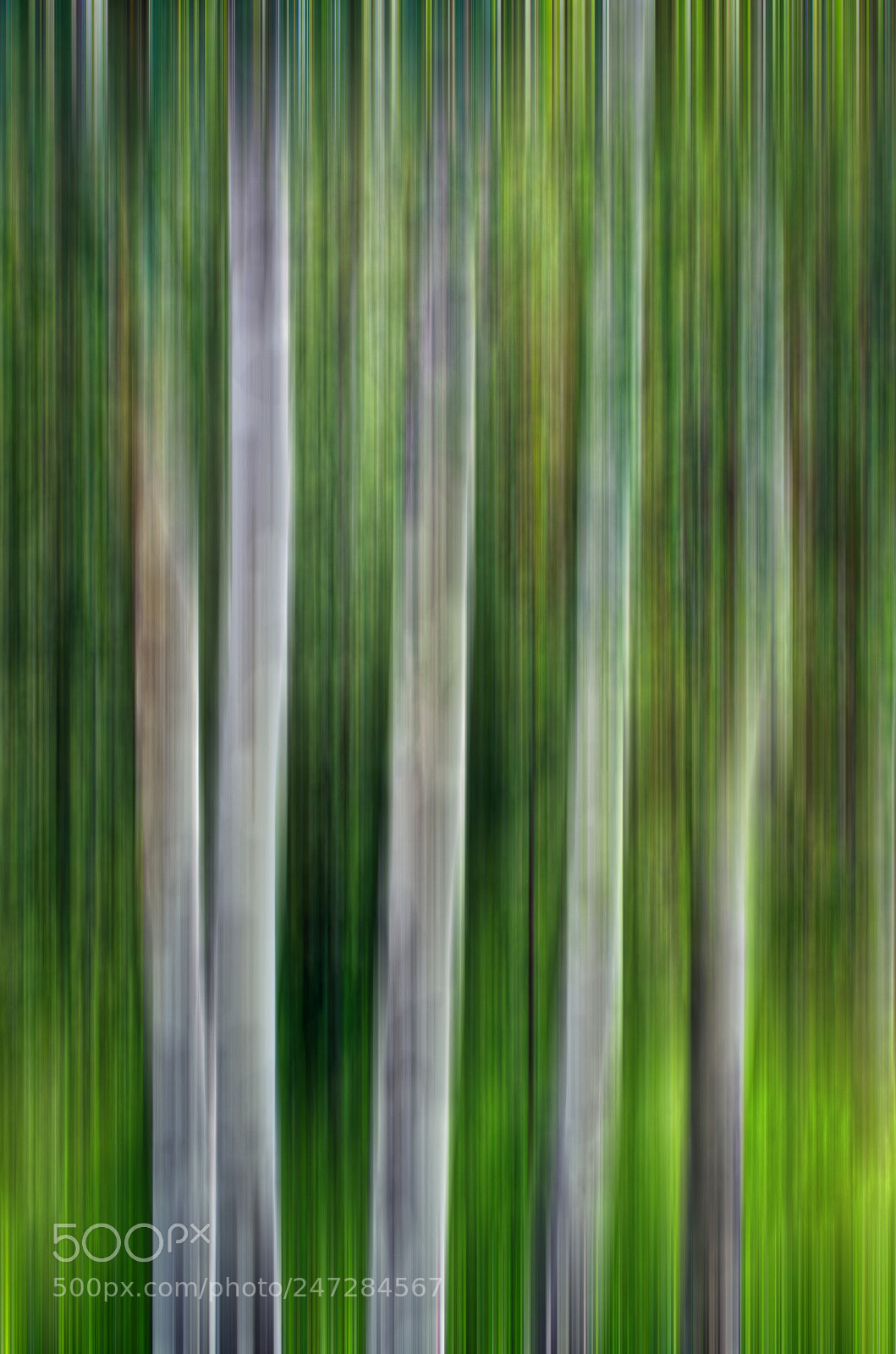 Nikon D5100 sample photo. Aspens photography