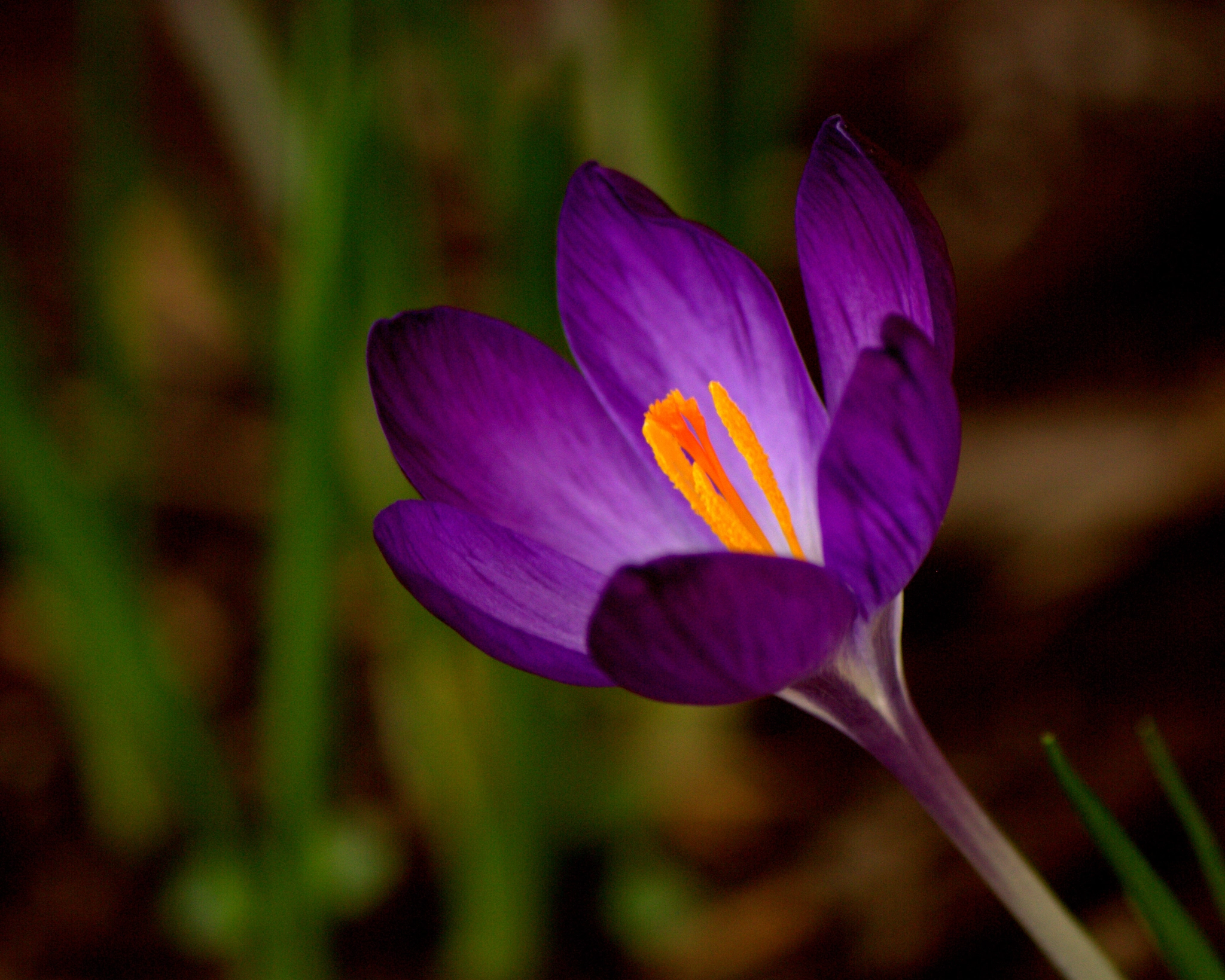 Canon EF-S 55-250mm F4-5.6 IS sample photo. Purple beginnings photography