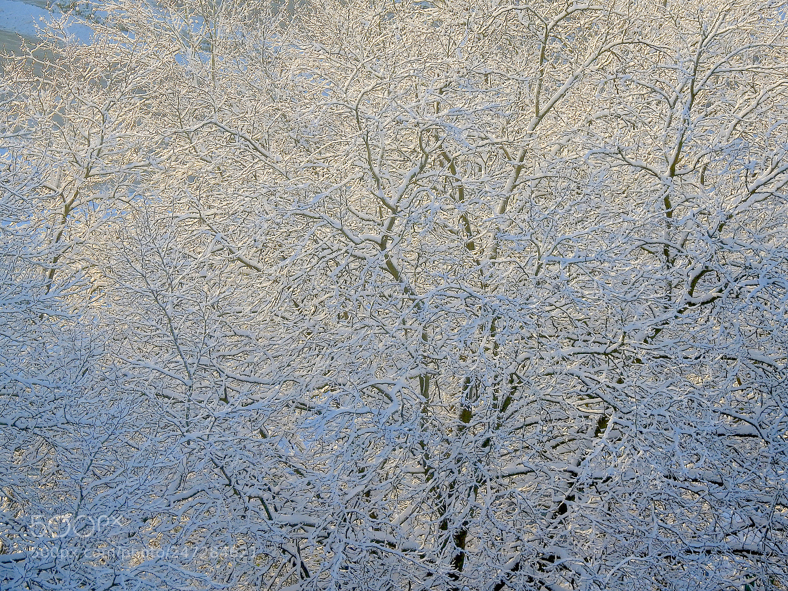 Nikon Coolpix P900 sample photo. Snow photography