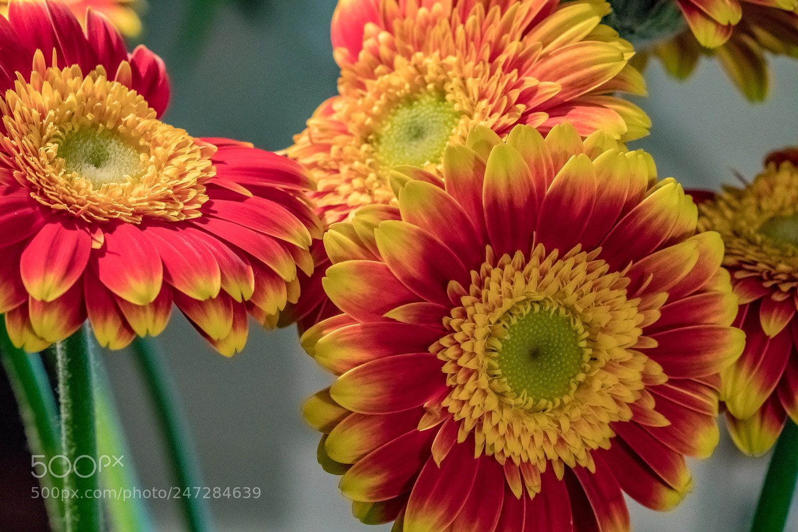 Sony a7R II sample photo. Congregation photography