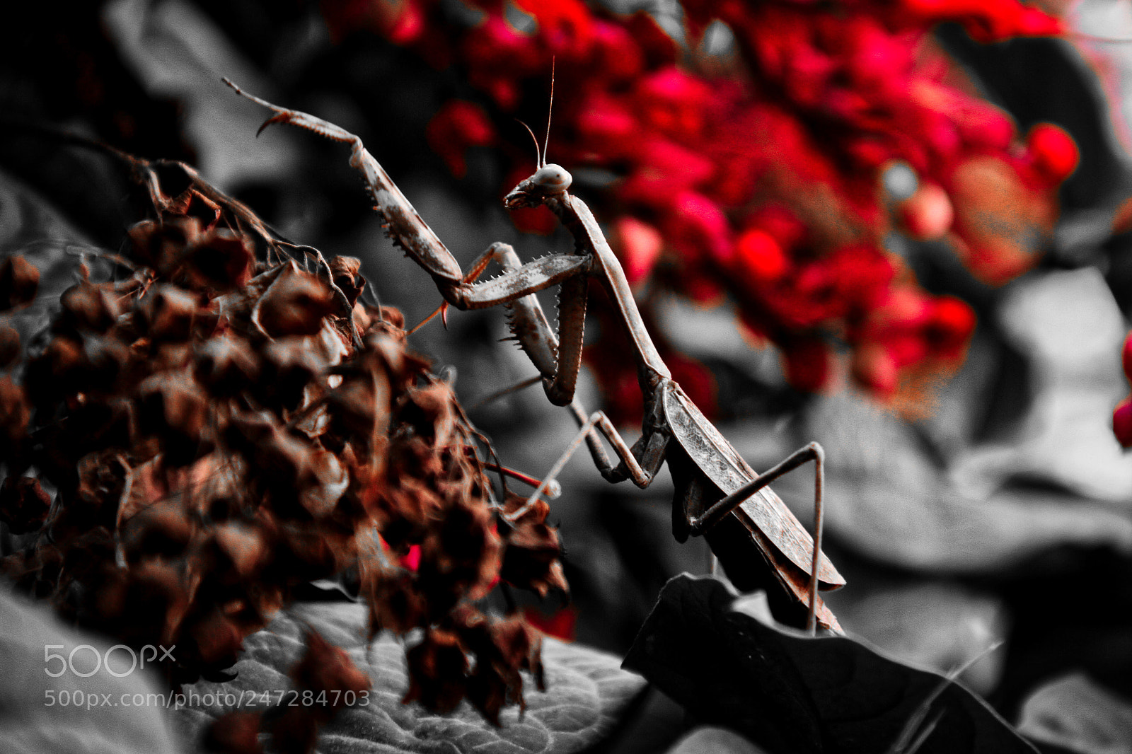 Canon EOS 7D sample photo. Queen mantis photography