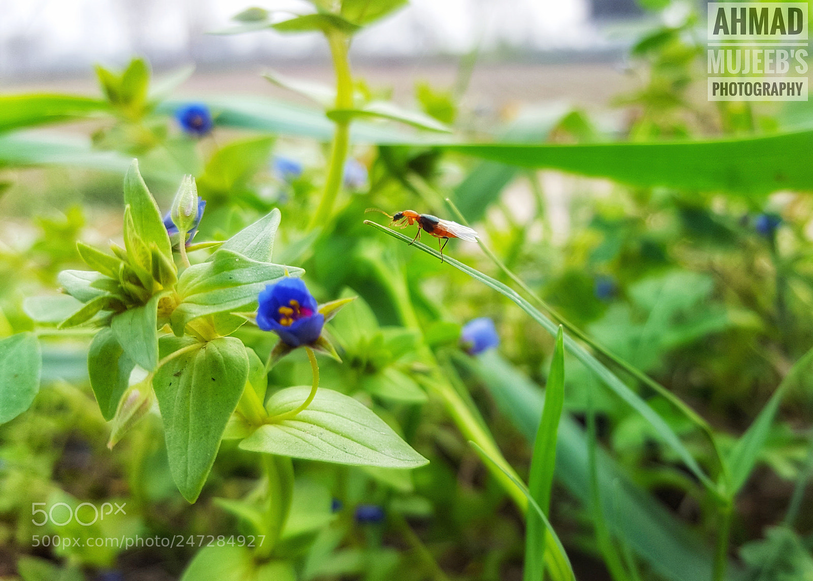 Samsung GALAXY S6 edge sample photo. Hello flower photography