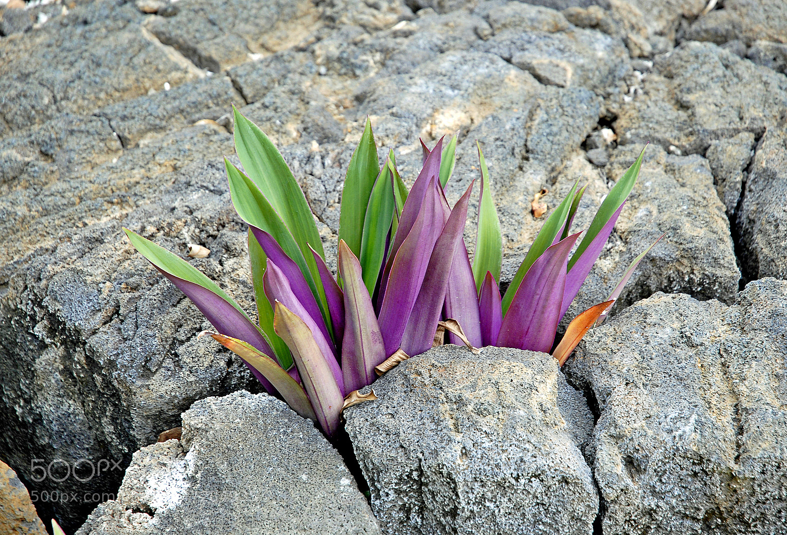 Nikon D200 sample photo. Volcanic leaves photography