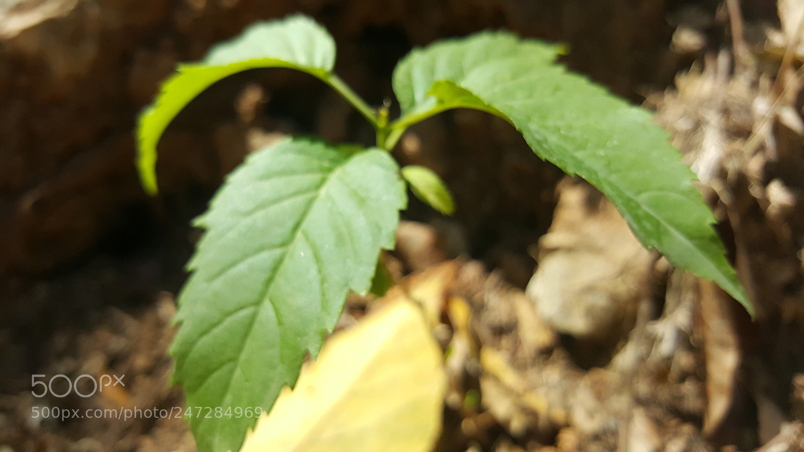 Samsung GALAXY S6 edge sample photo. Untitled photography