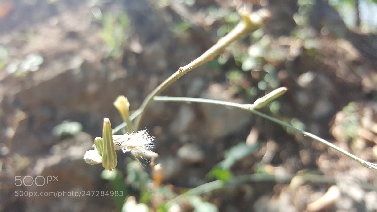 Samsung GALAXY S6 edge sample photo. Animaya photography