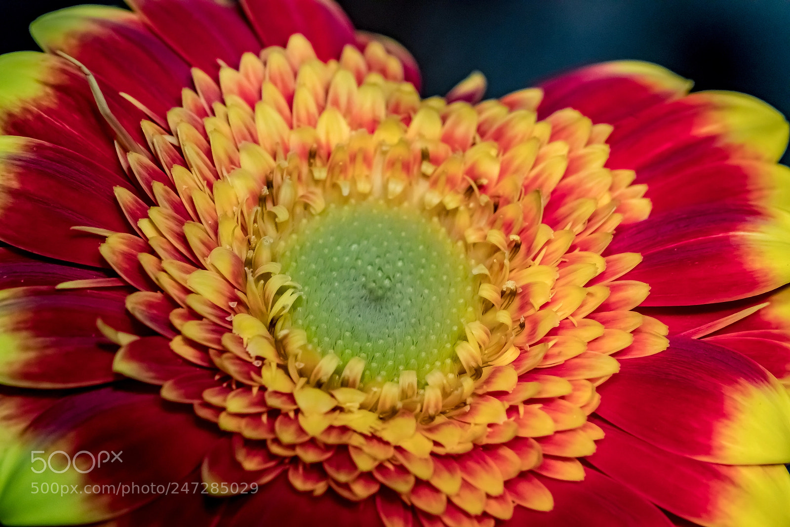Sony a7R II sample photo. Adjacency photography