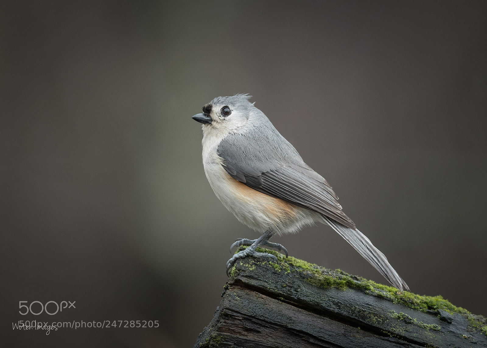 Nikon D500 sample photo. Tufted titmouse photography