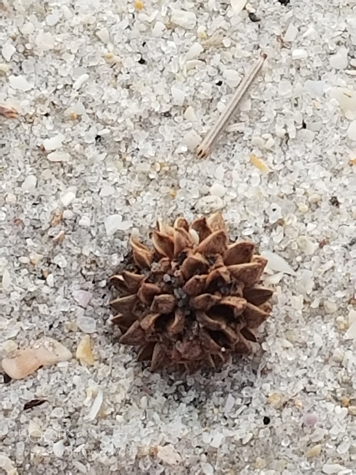 Samsung Galaxy S8+ sample photo. Untitled photography