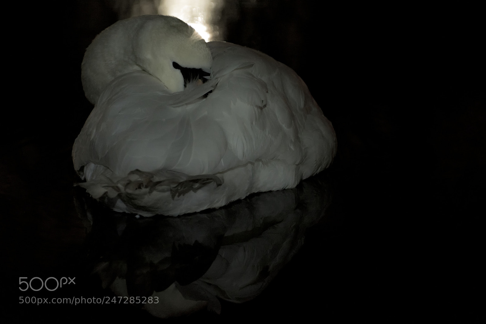 Nikon D7100 sample photo. Sleepy swan photography