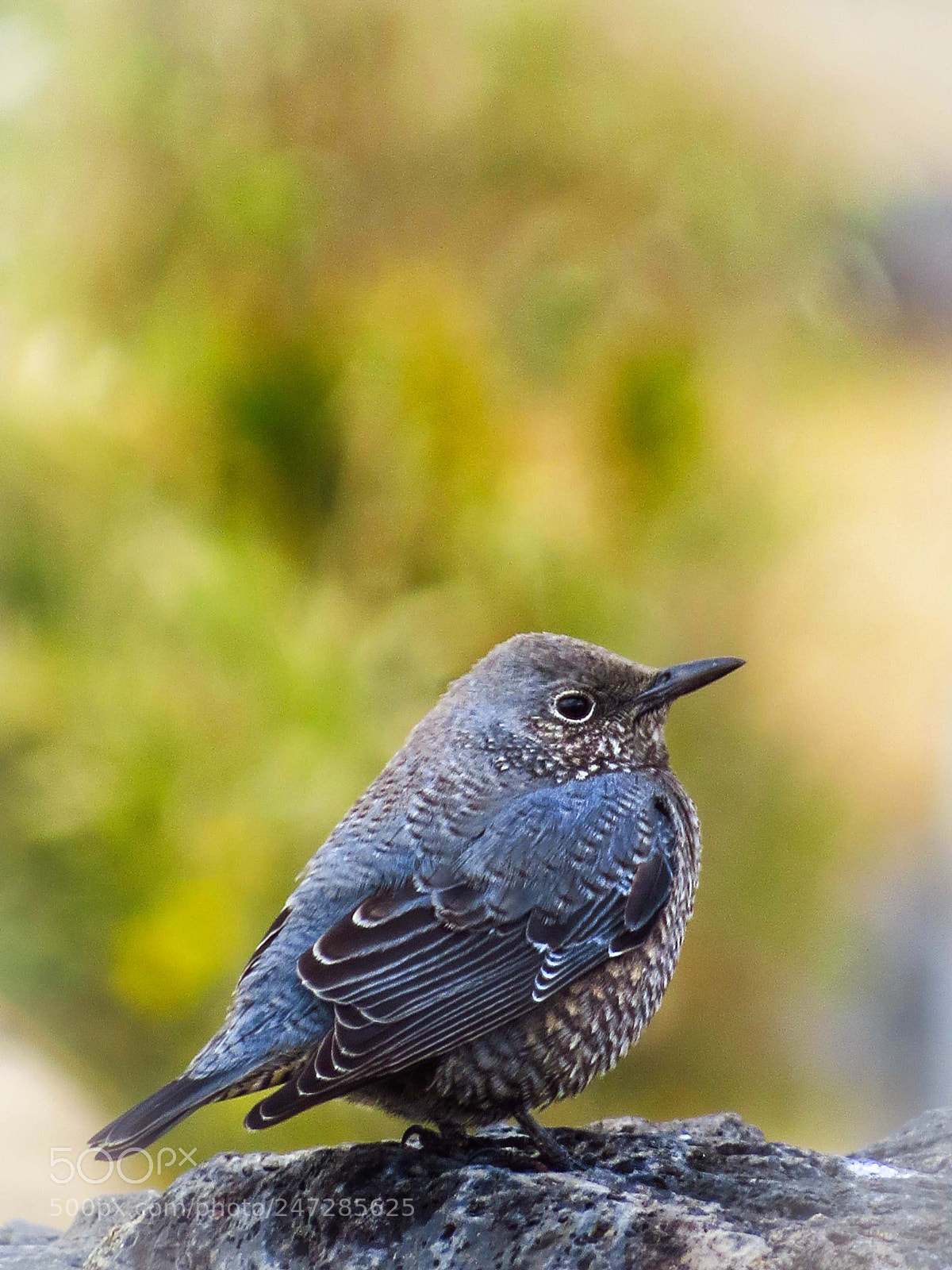 Canon PowerShot SX50 HS sample photo. Birds 25 photography