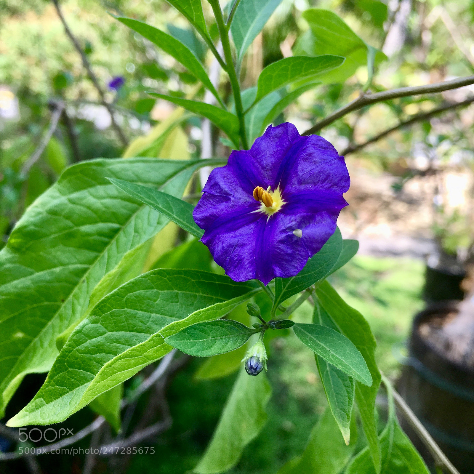 Apple iPhone SE sample photo. Botanical garden dresden photography
