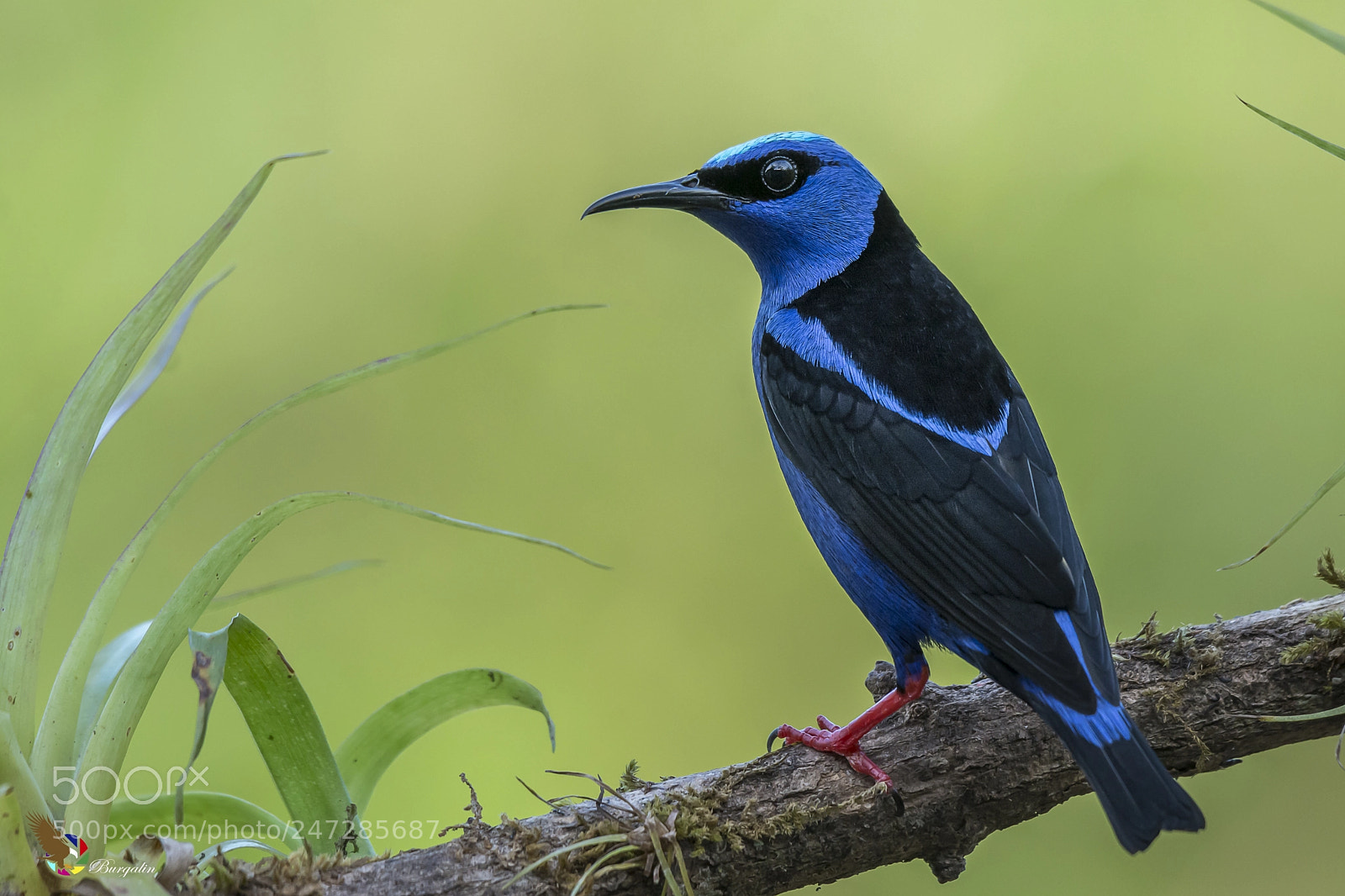 Nikon D7100 sample photo. Red-legged honeycreeper photography