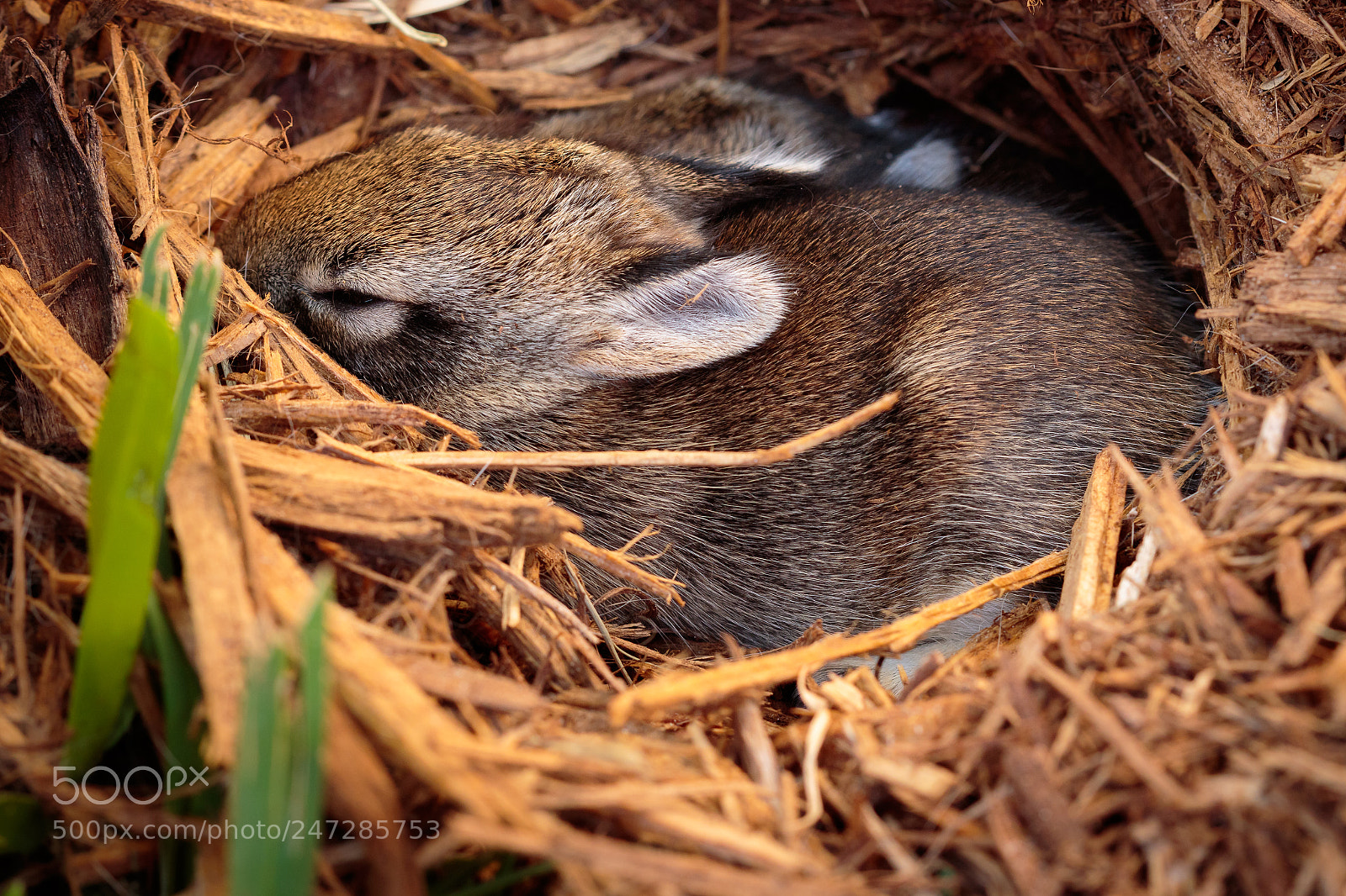 Canon EOS 7D Mark II sample photo. Baby bunny photography