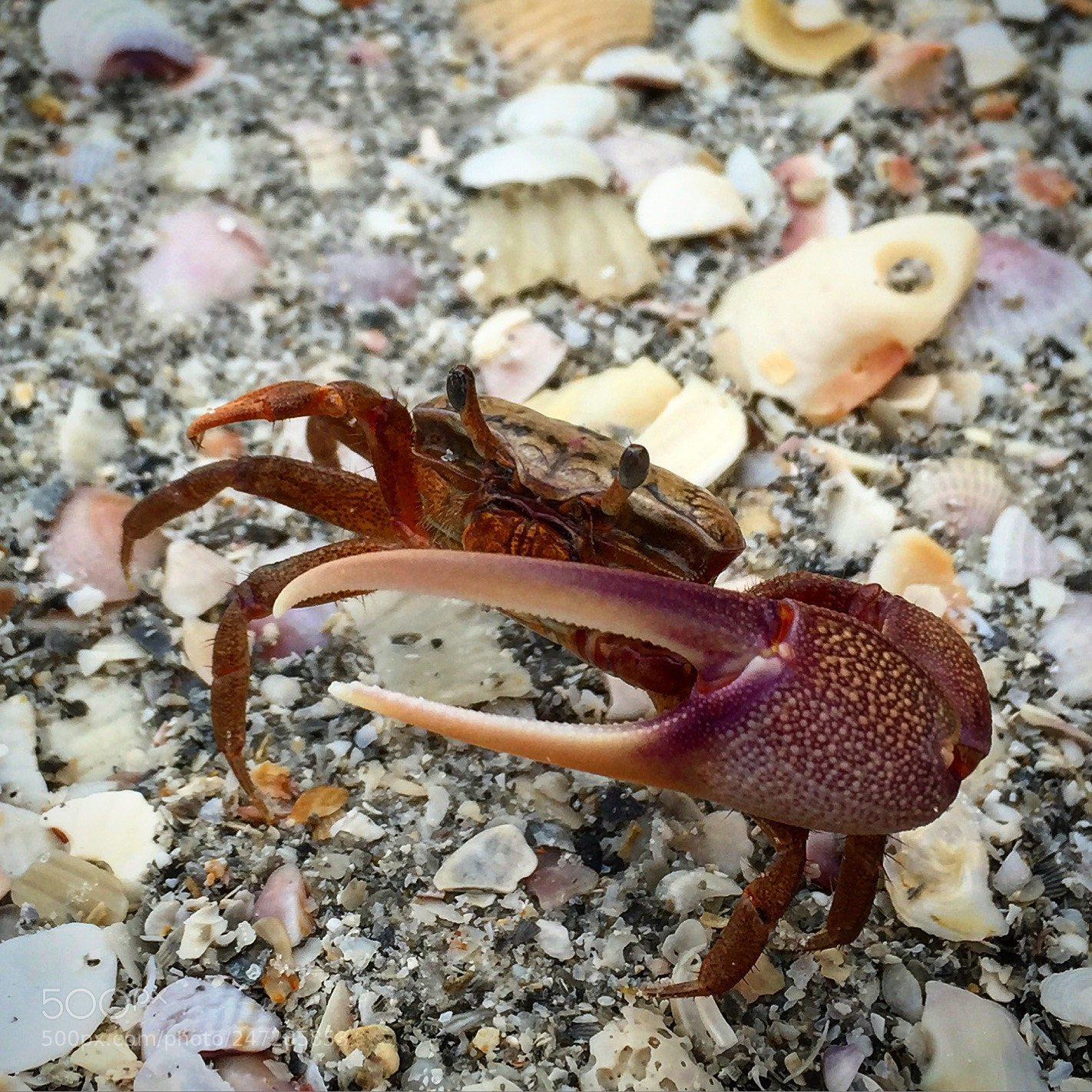 Apple iPhone 6 sample photo. This little guy was photography