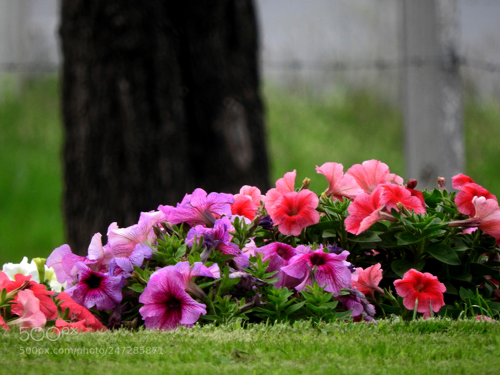 Nikon Coolpix P610 sample photo. Colors photography