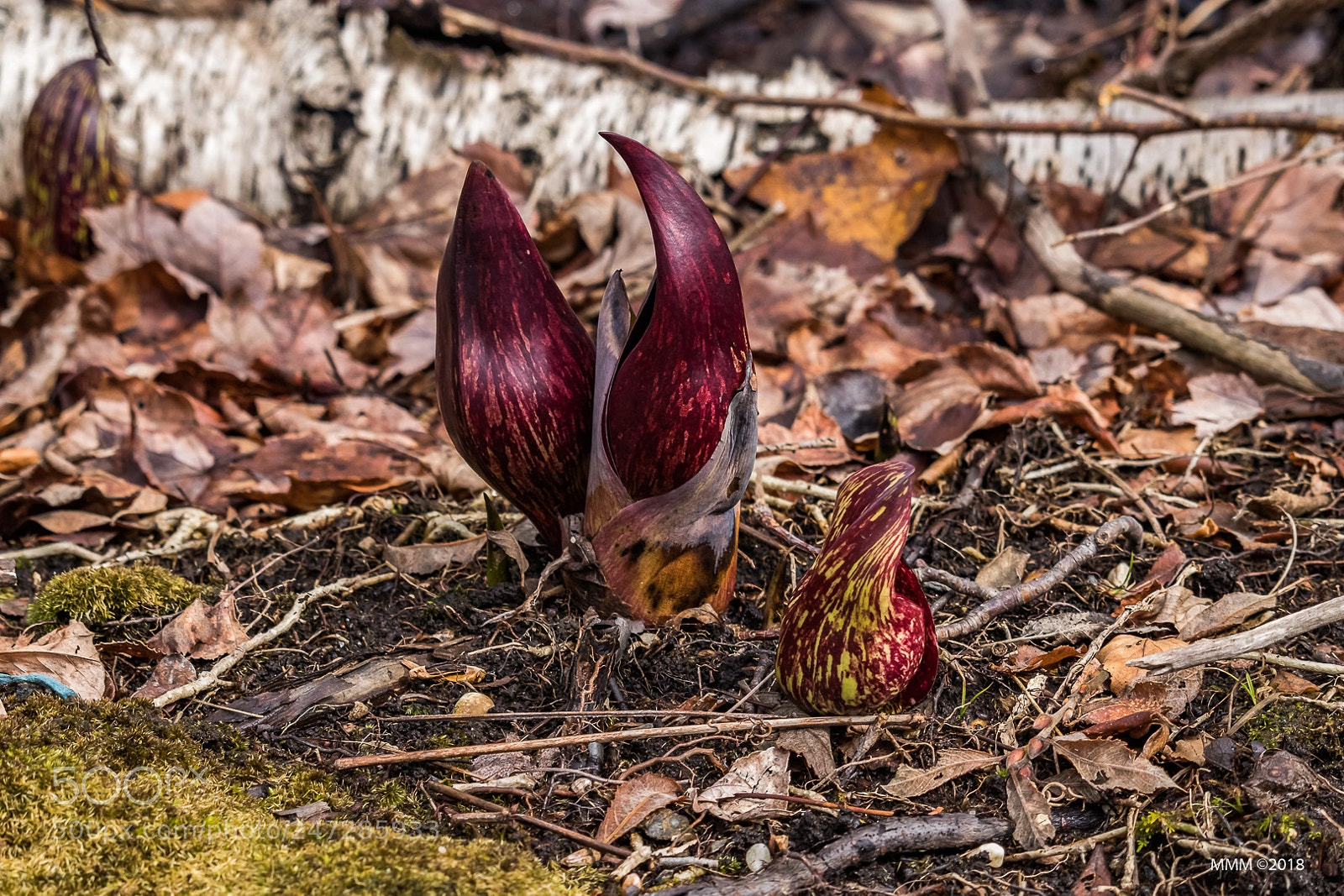 Canon EOS 77D (EOS 9000D / EOS 770D) sample photo. Igbloom photography