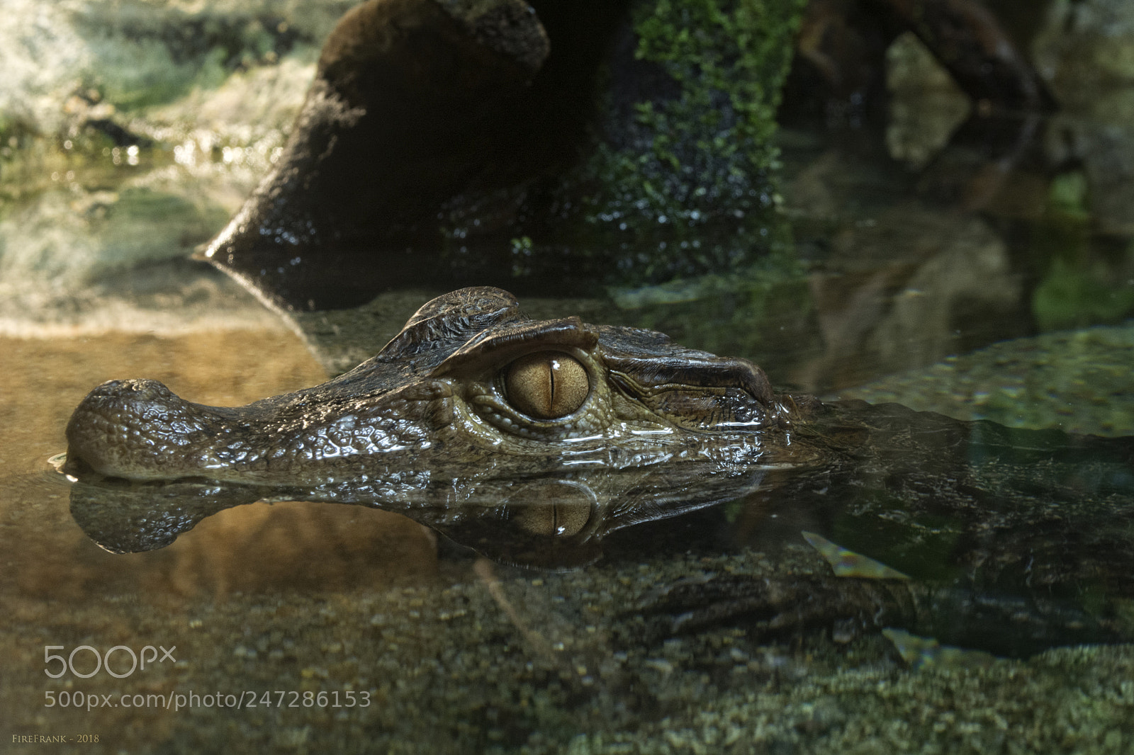 Nikon D7100 sample photo. Caiman's eye photography