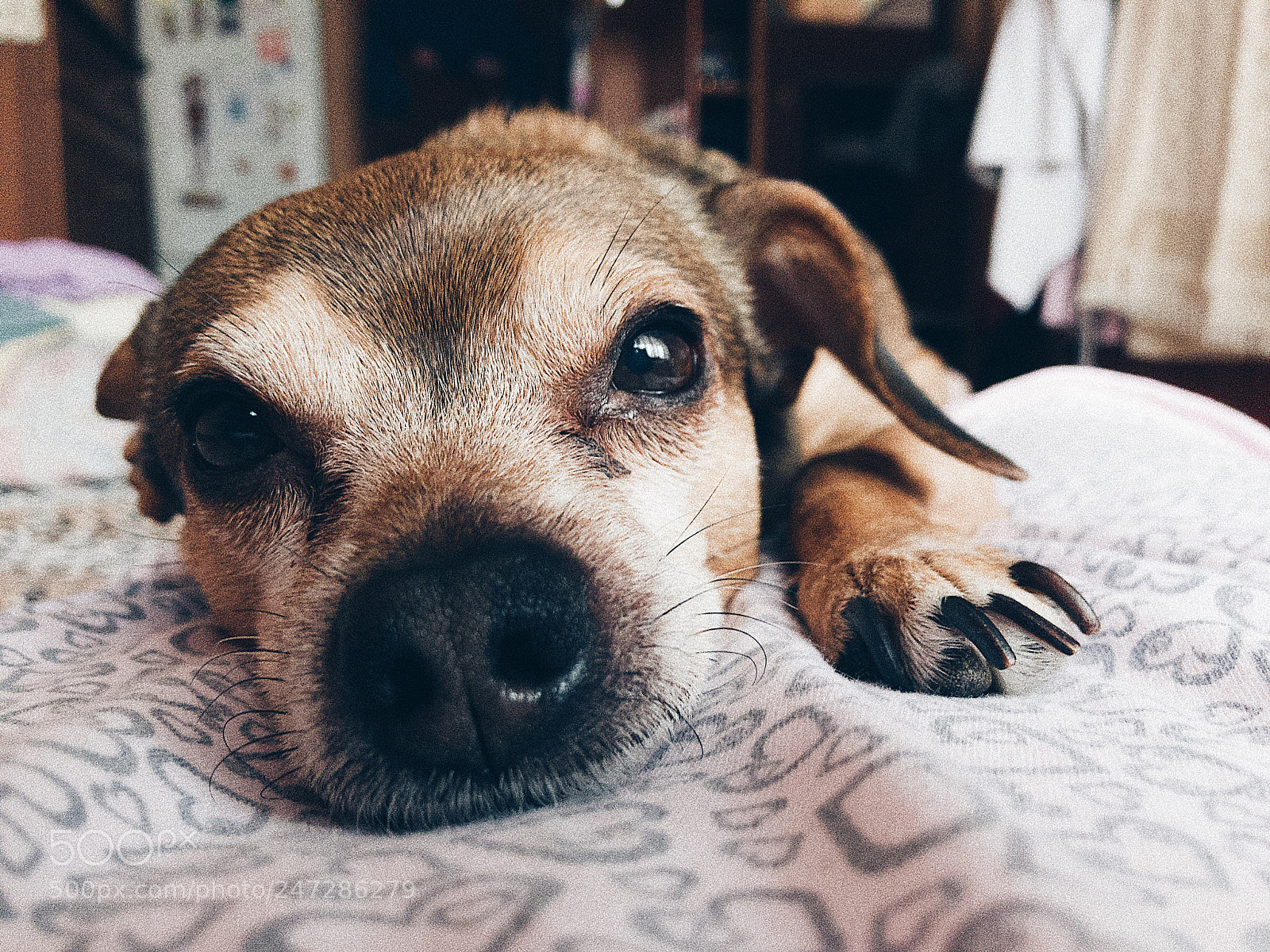Apple iPhone 7 Plus sample photo. My puppy??? photography