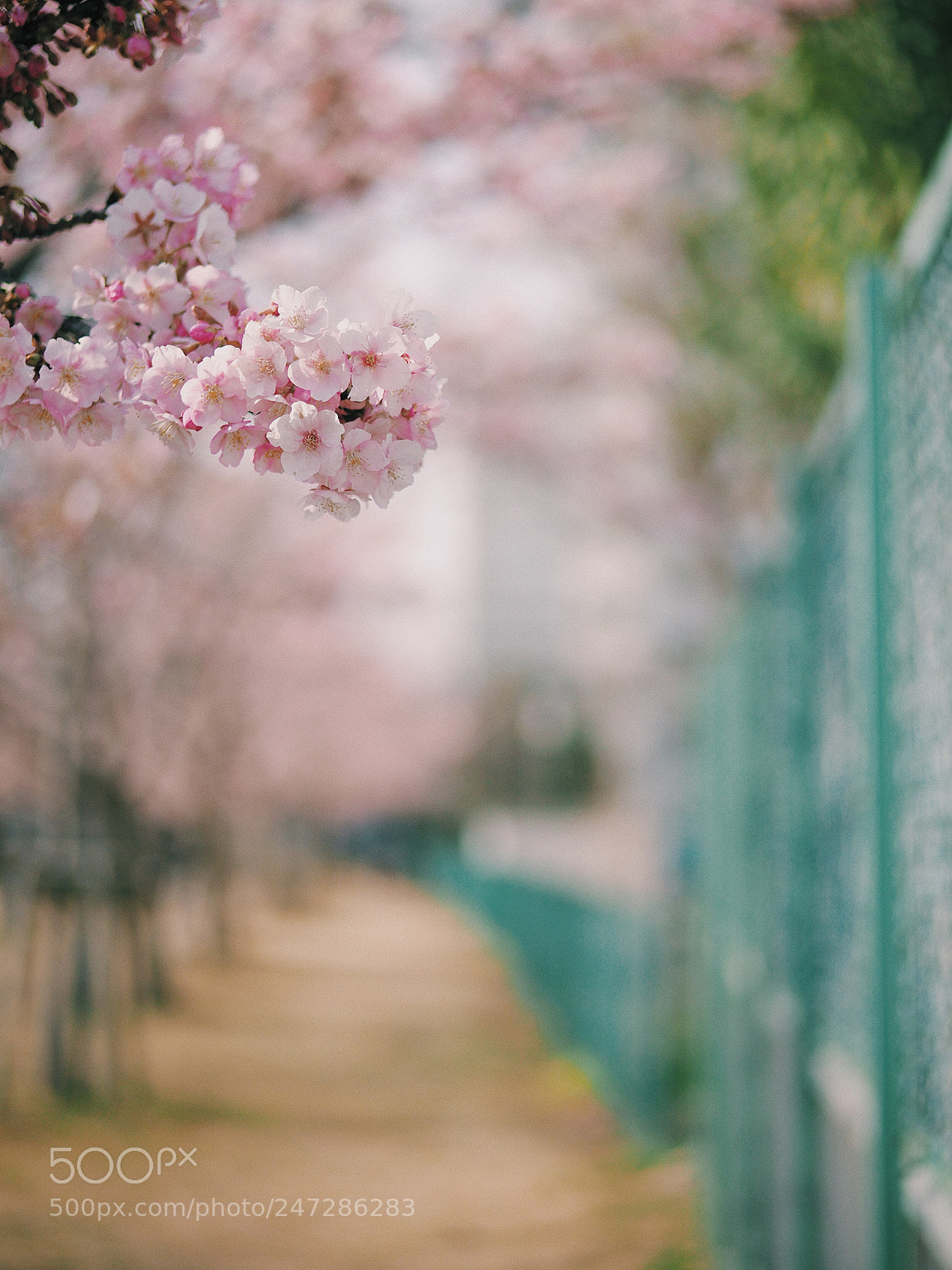 Olympus OM-D E-M10 II sample photo. Portrait of sakura photography