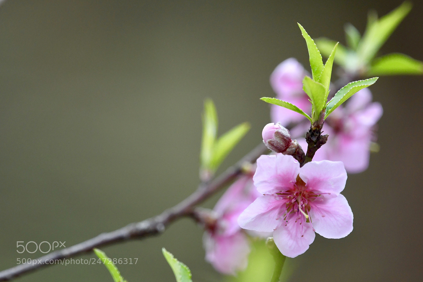 Nikon D500 sample photo. 春风桃李花开日，秋雨梧桐叶落时。 photography