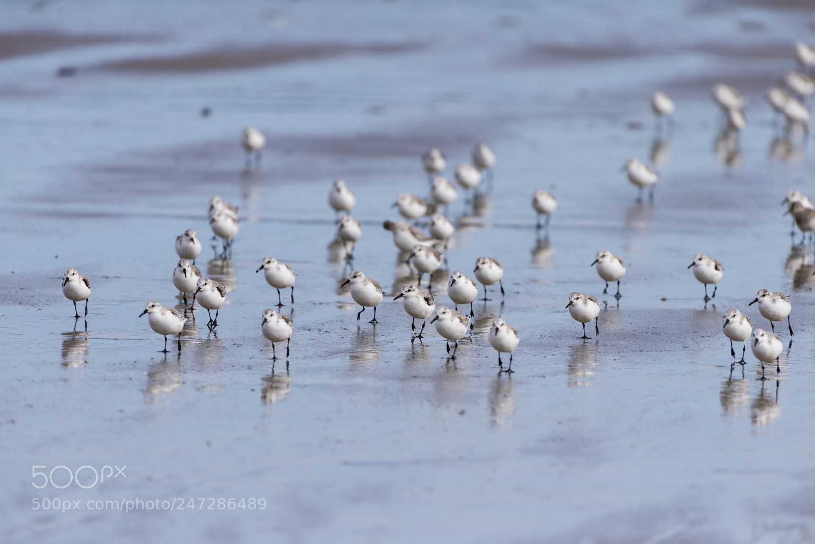 Nikon D810 sample photo. Plovers photography