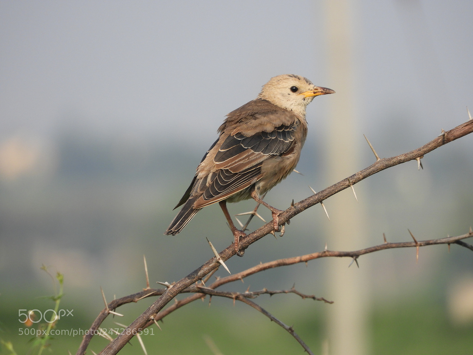 Nikon Coolpix B700 sample photo. Rosy starling (juvenile​) photography