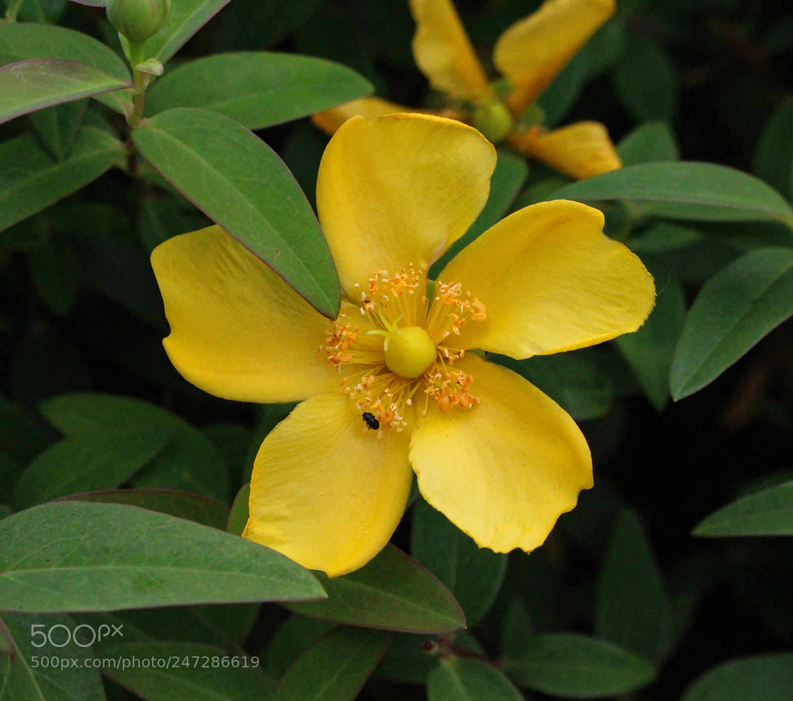 Canon EOS 700D (EOS Rebel T5i / EOS Kiss X7i) sample photo. Nature creatures photography