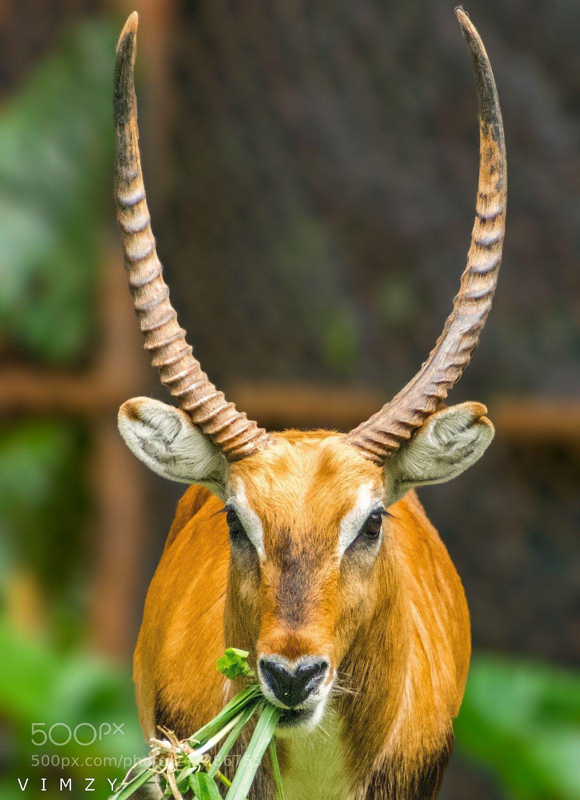 Nikon D7200 sample photo. Deer photography