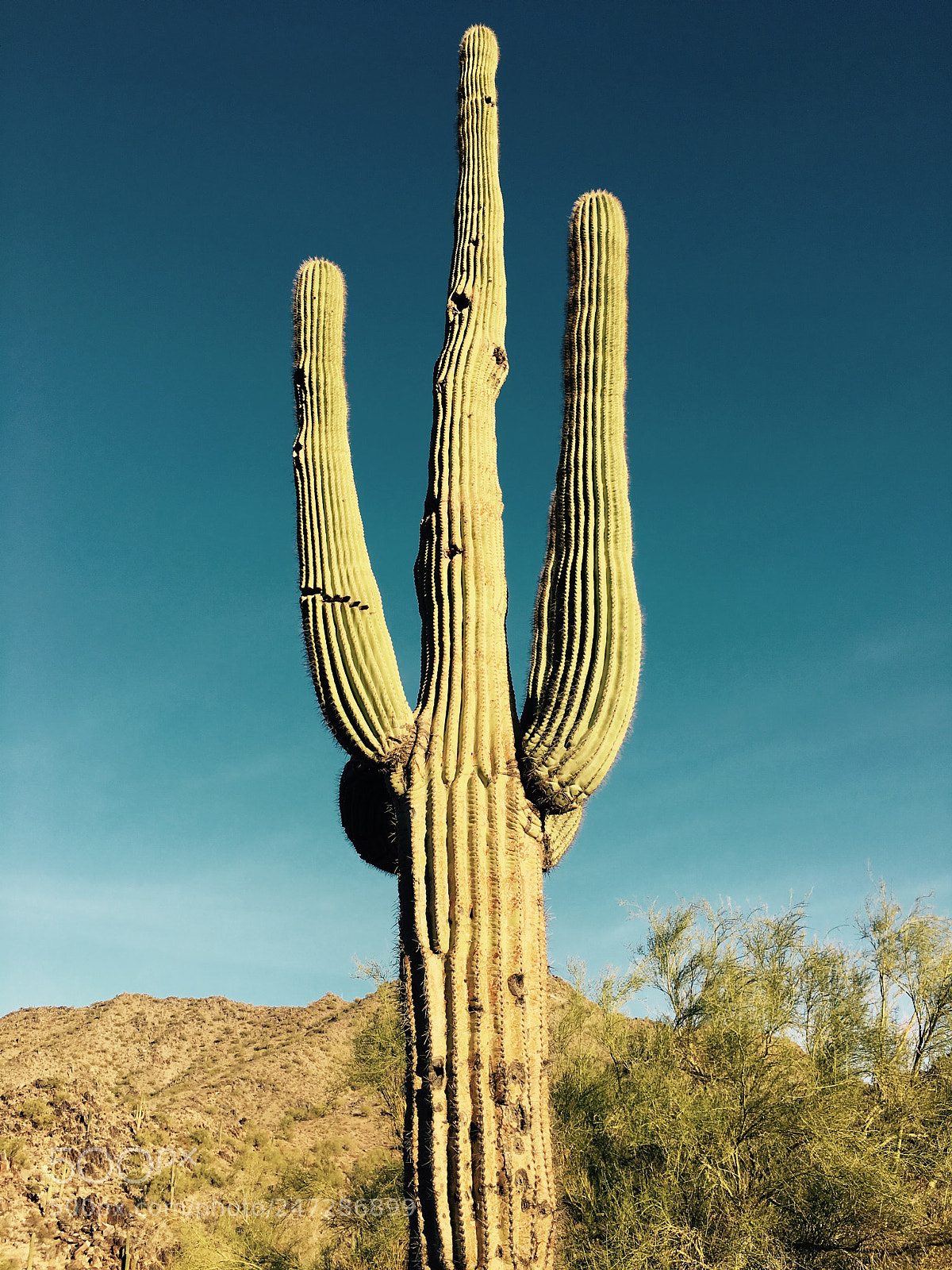 Apple iPhone 6s sample photo. Saguaro in phoenix, arizona photography