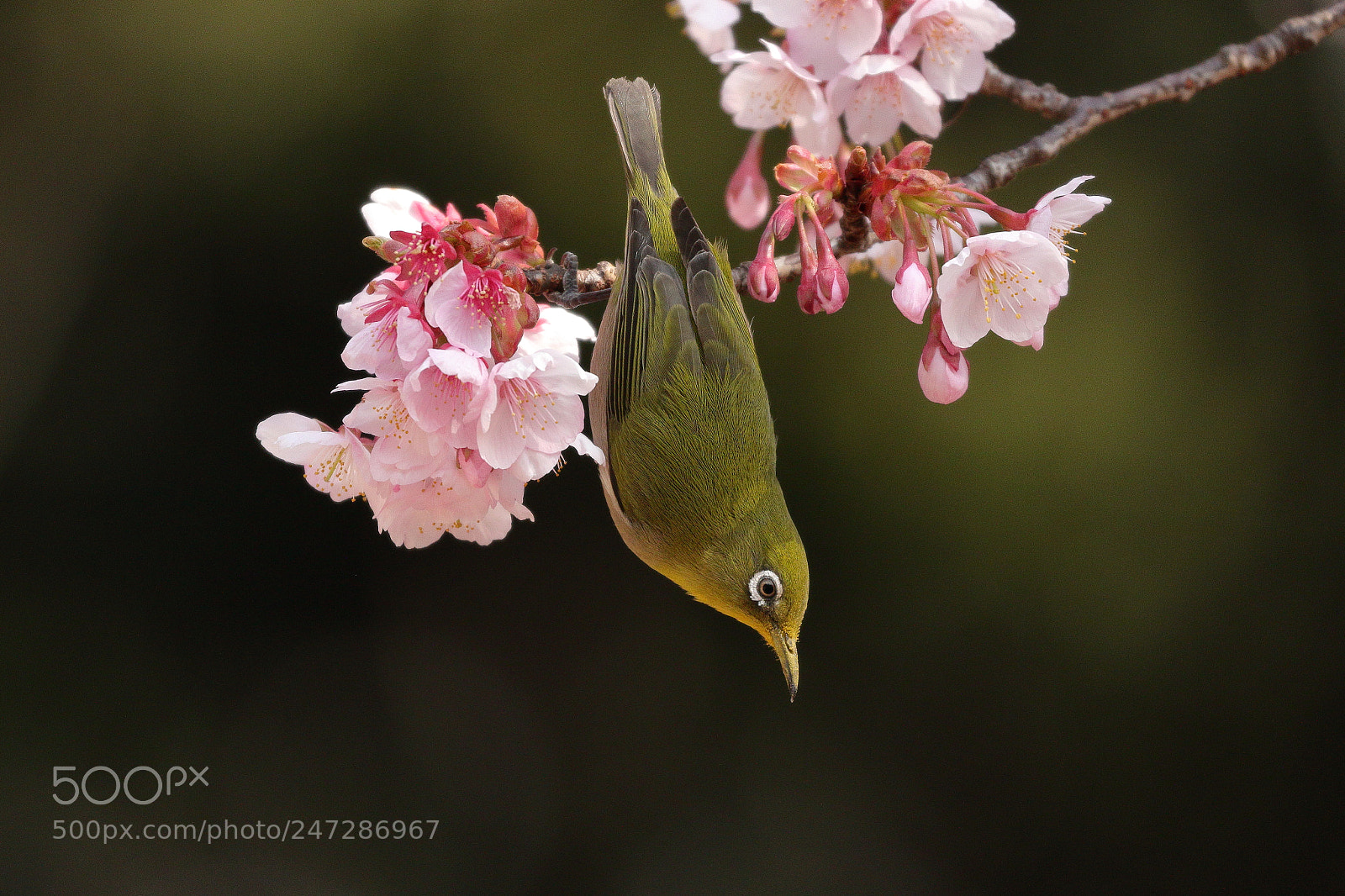 Canon EOS 7D Mark II sample photo. Japanese white eye and photography