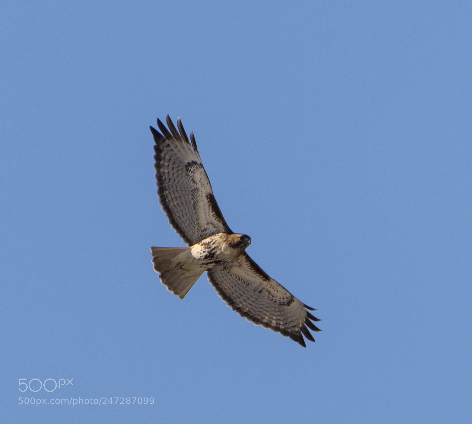 Nikon D810 sample photo. Red-tailed hawk photography