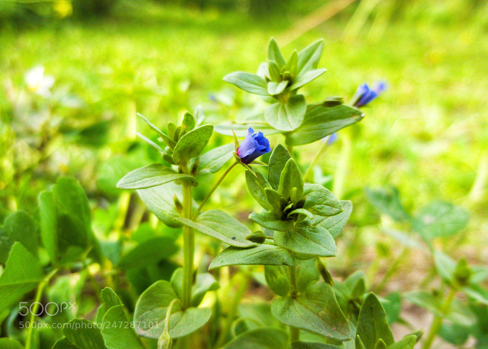 Samsung GALAXY S6 edge sample photo. Purple photography