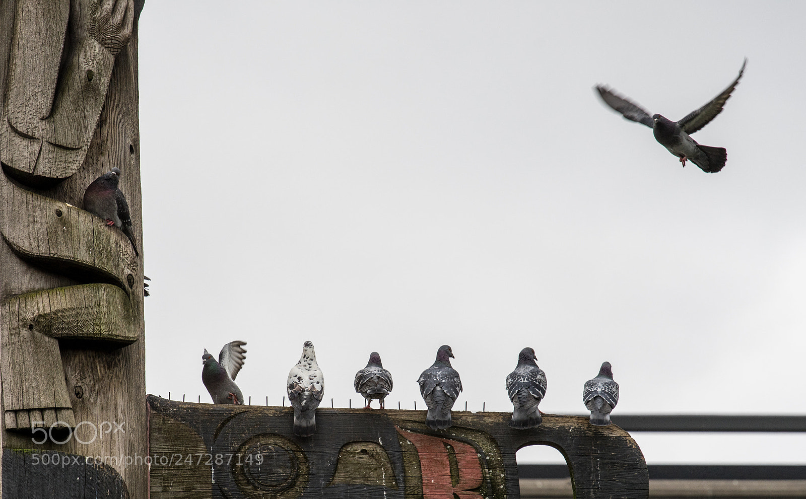 Sony a7 II sample photo. Birds party photography