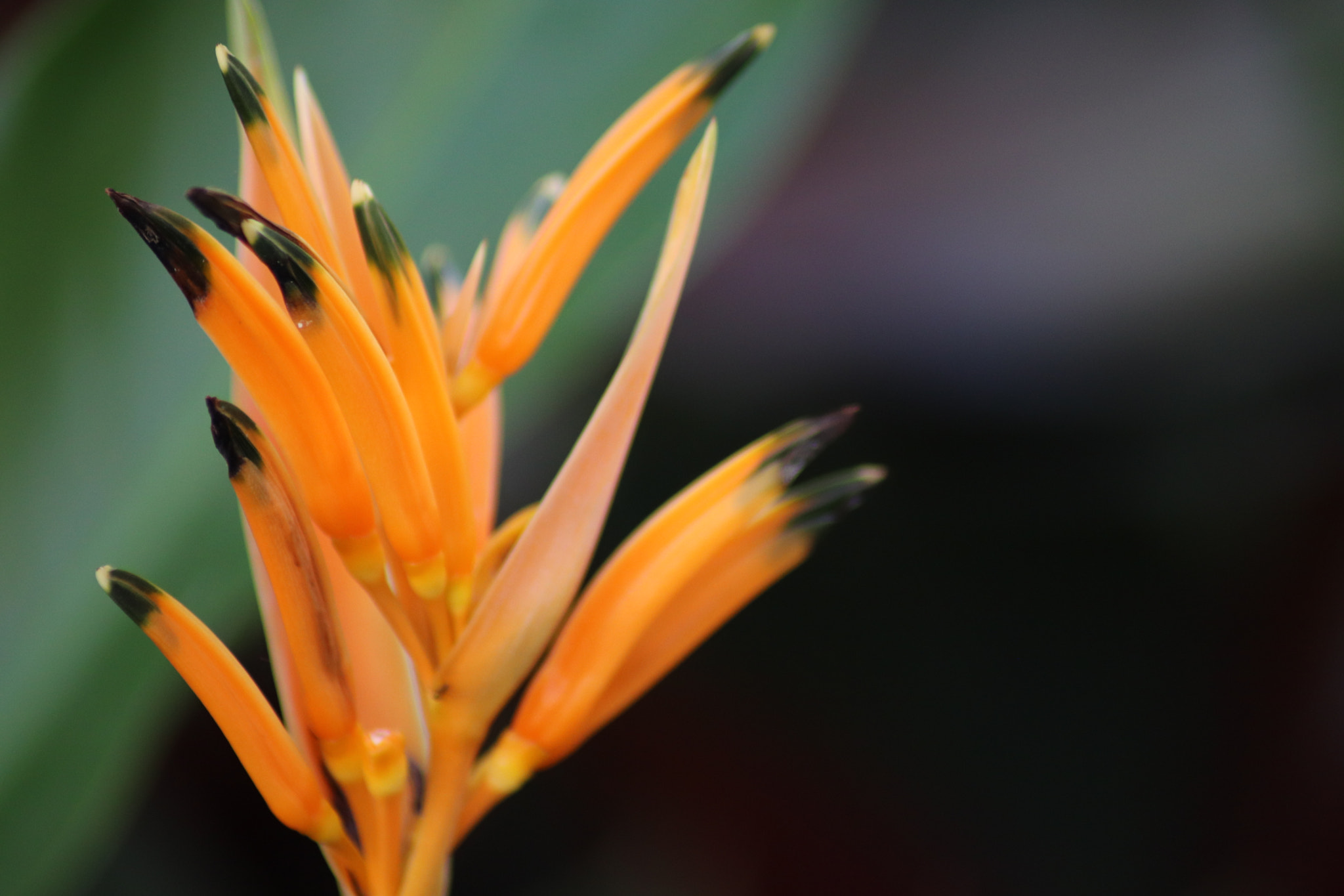 Canon EOS 77D (EOS 9000D / EOS 770D) sample photo. Flower yellow photography