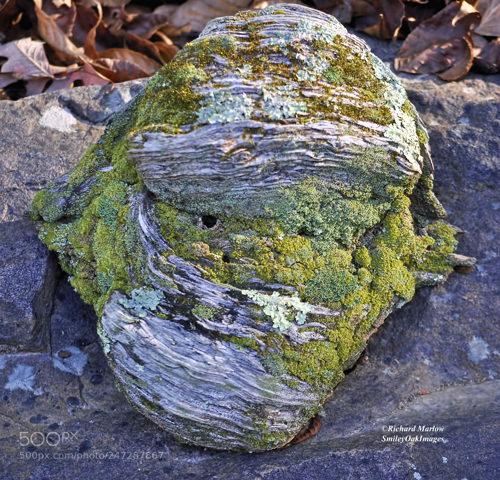 Nikon D5000 sample photo. Old wood and moss photography