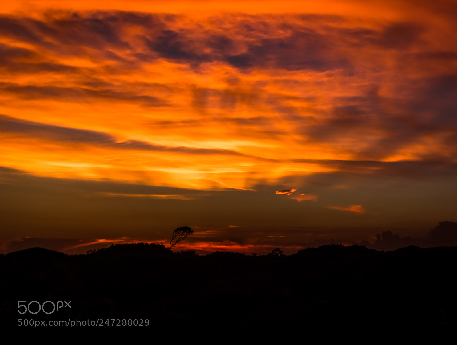 Canon EOS 80D sample photo. Sunsetlonetree img photography