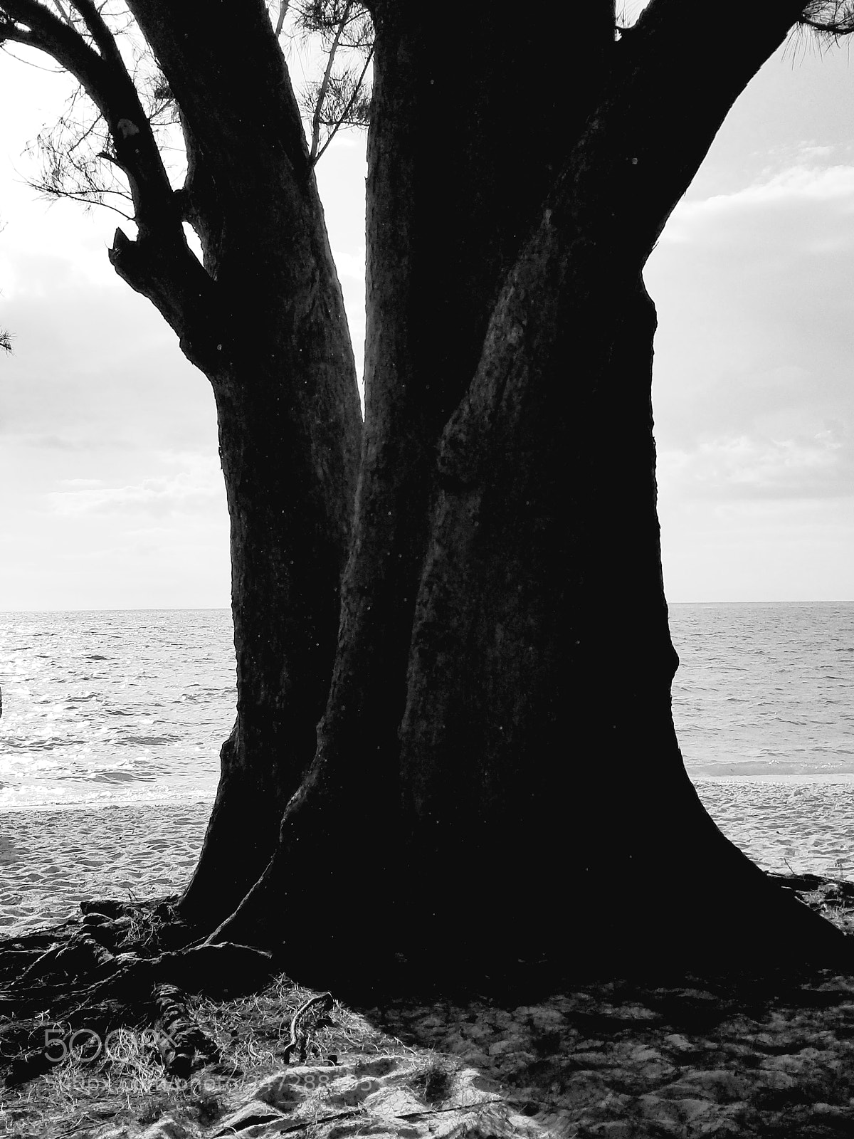 Samsung Galaxy S8+ sample photo. Untitled photography