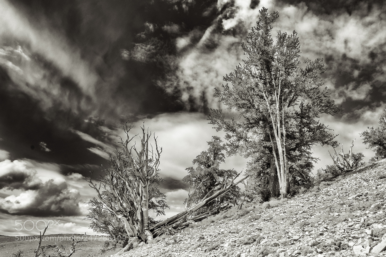 Sony a7R II sample photo. Bristlecone pine forest photography
