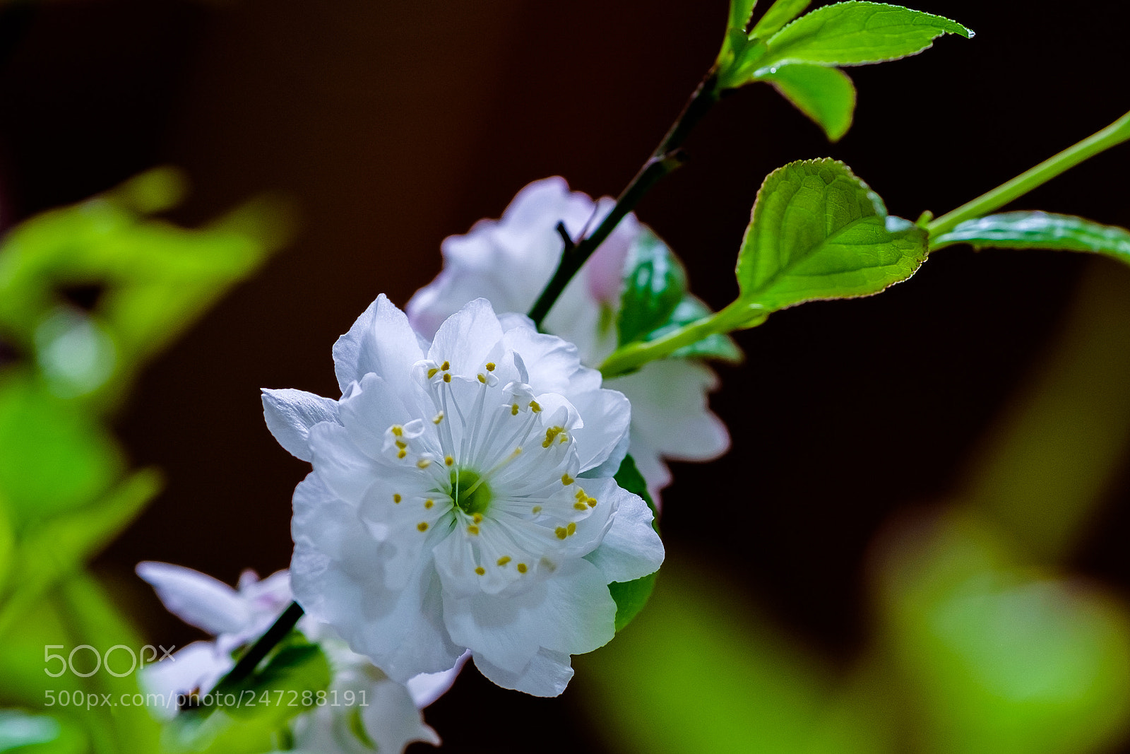 Fujifilm X-E2 sample photo. Plum blossom photography